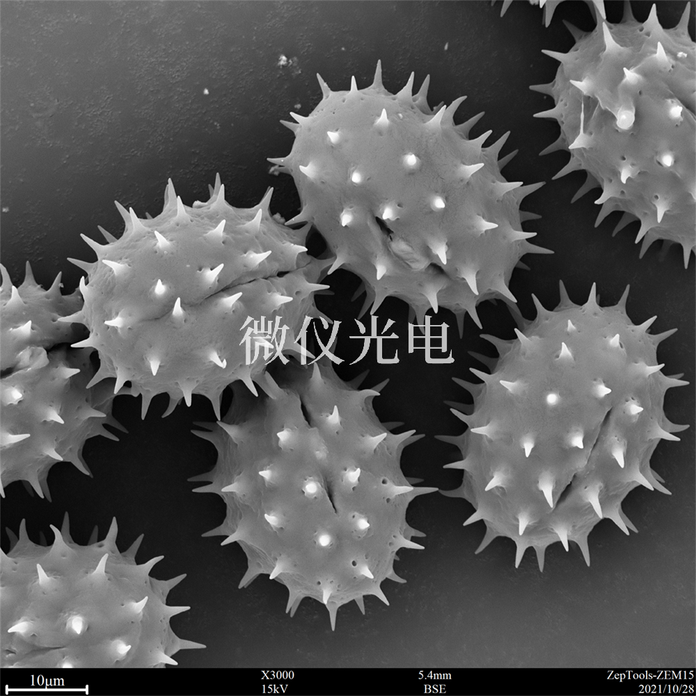 掃描電鏡測(cè)樣，要注意什么？